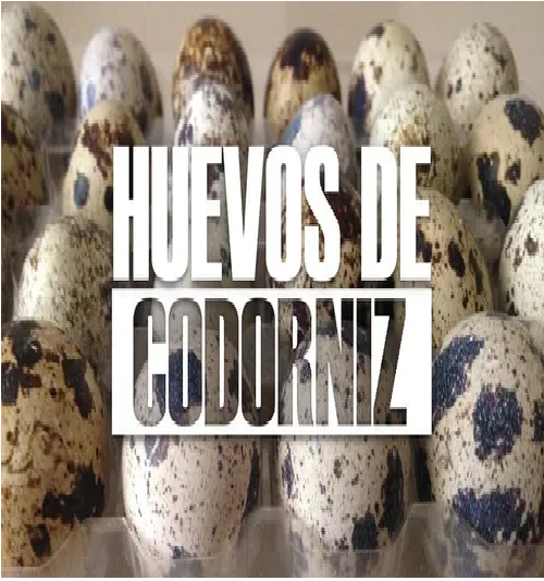 24 pzas de Huevo De Codorniz Fresco Para Consumo