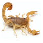 Alacranes Baby Frito o crudo de 2 a 3 cm