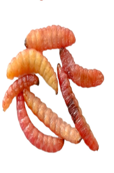 Gusano De Maguey (Chinicuil)
